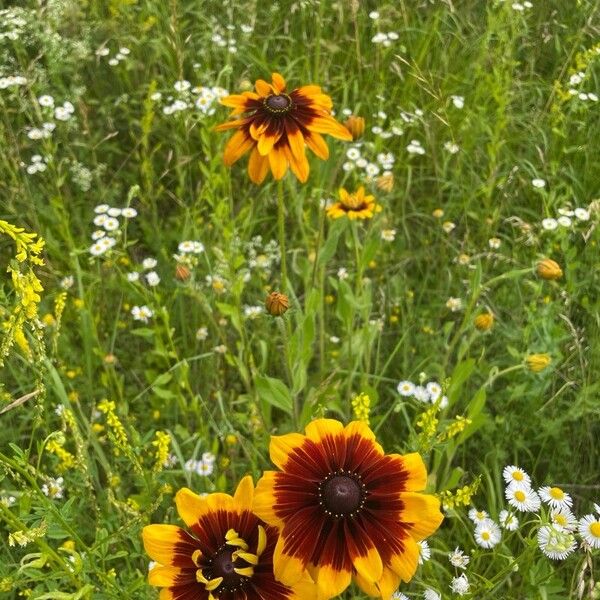 Rudbeckia hirta Flower