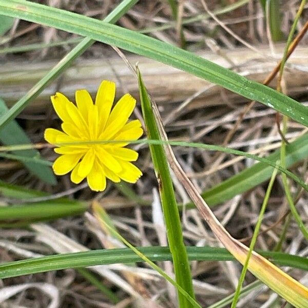 Leontodon saxatilis Blüte