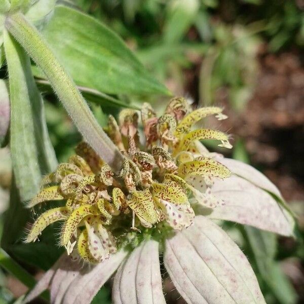 Monarda punctata Flower