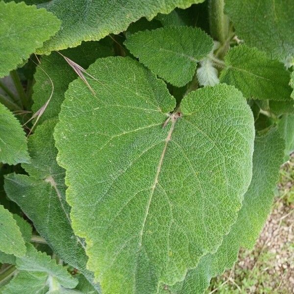 Salvia sclarea Leaf