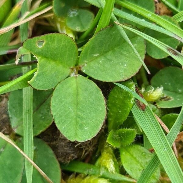 Trifolium occidentale Foglia