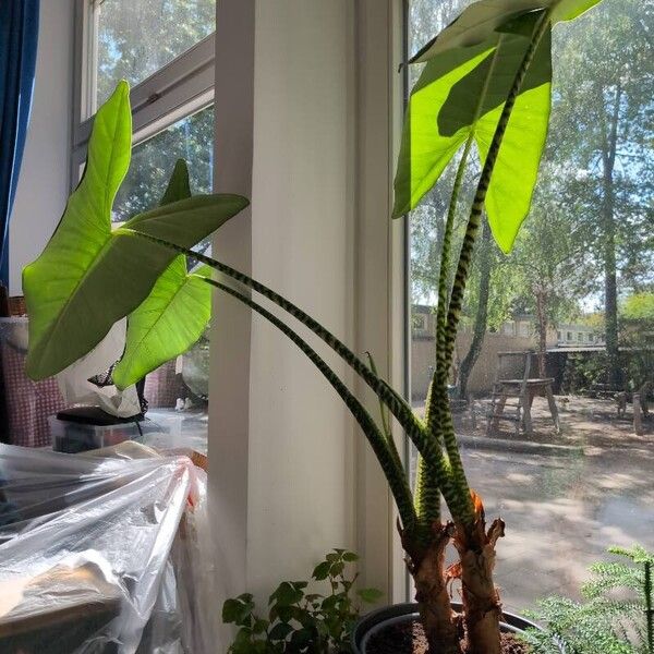 Alocasia zebrina Φύλλο