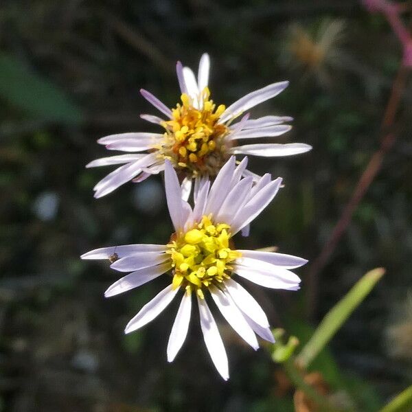 Tripolium pannonicum Floare