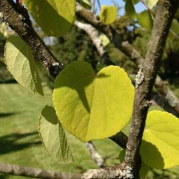 Cercidiphyllum japonicum List