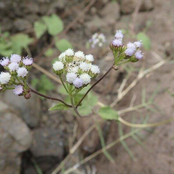 Ageratum conyzoides Arall