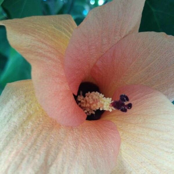 Hibiscus tiliaceus Flower