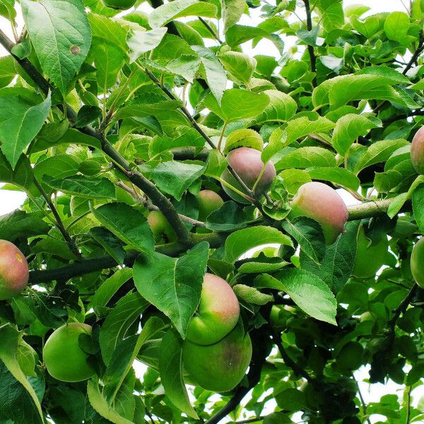 Malus domestica Ліст