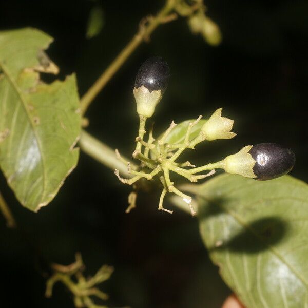 Cestrum reflexum Fruit