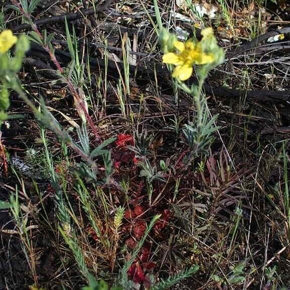 Potentilla hirta Alkat (teljes növény)