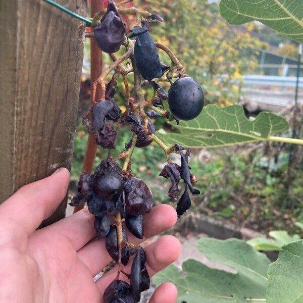 Vitis vinifera Fruit