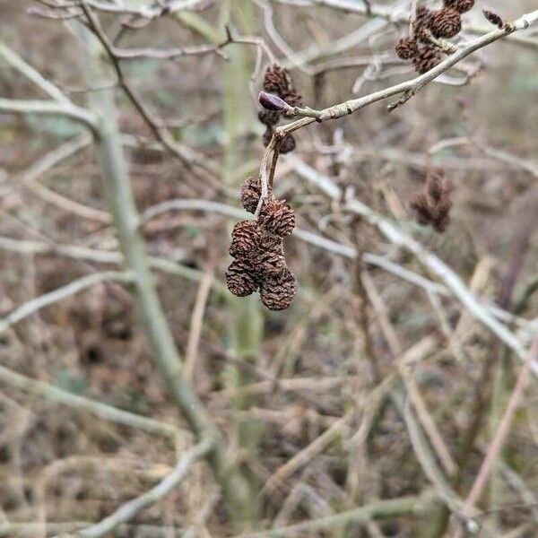 Alnus incana Fruct