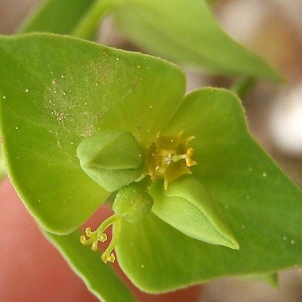 Euphorbia taurinensis Alia