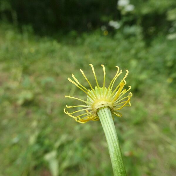 Trollius europaeus Kôra