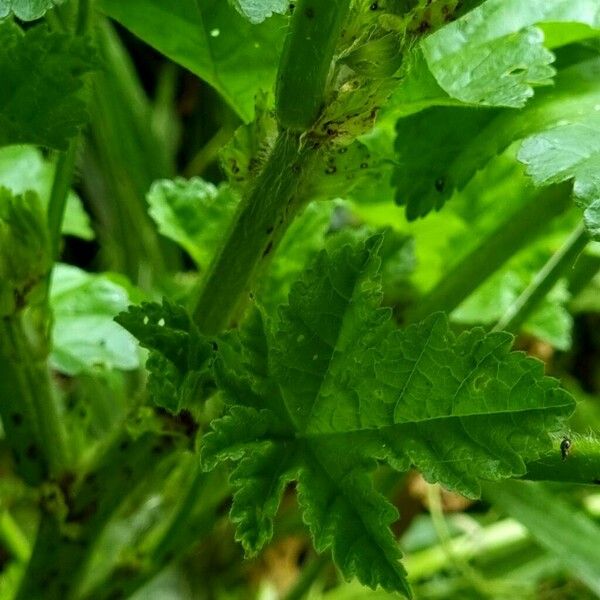 Malva verticillata Folla