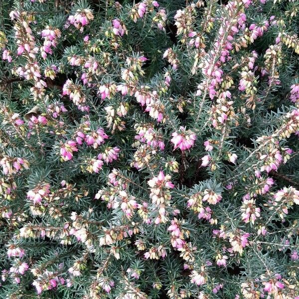 Erica carnea Žiedas