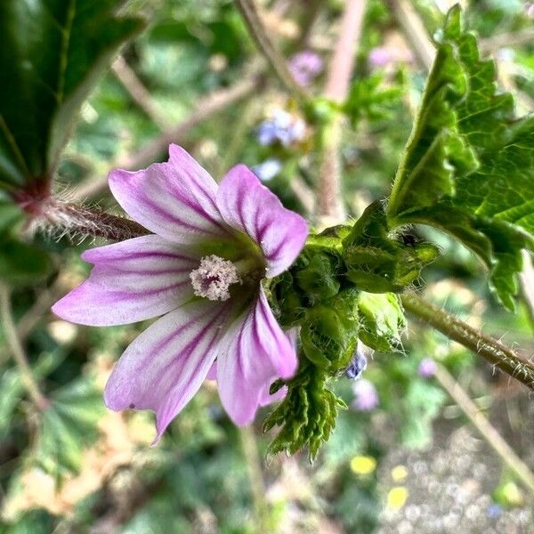 Malva multiflora Flor