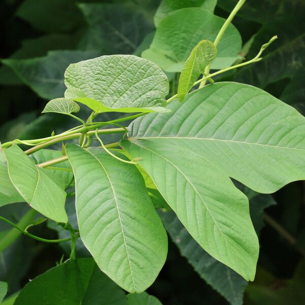 Senna reticulata Blatt