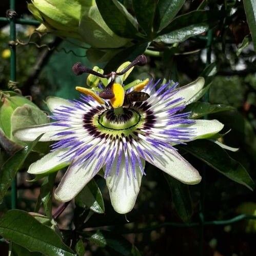 Passiflora caerulea Blüte