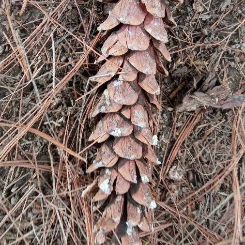 Pinus strobus Фрукт
