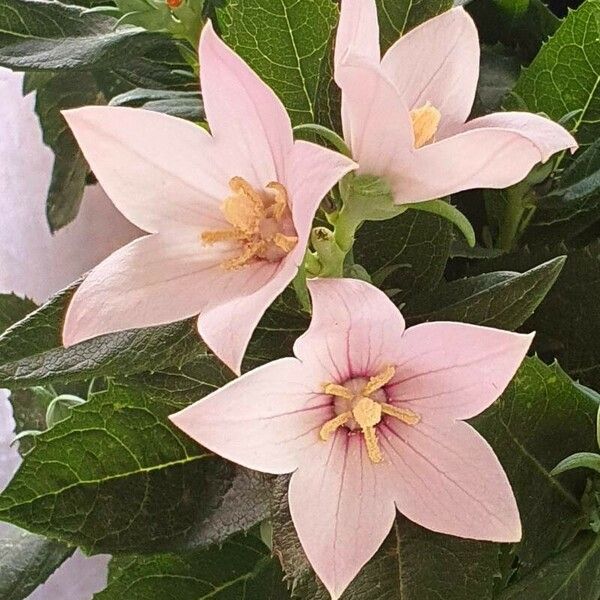 Platycodon grandiflorus Floare