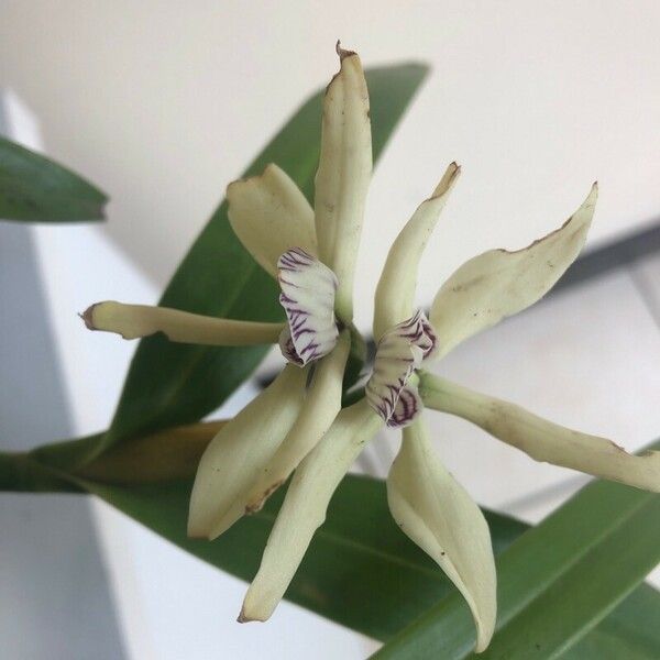 Prosthechea fragrans 花