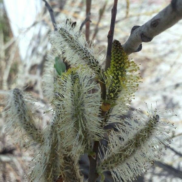 Salix cinerea Flower