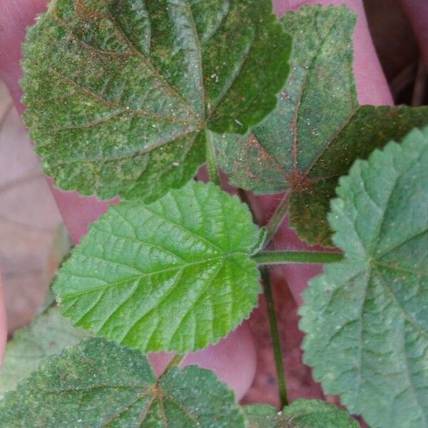 Sida cordifolia 葉