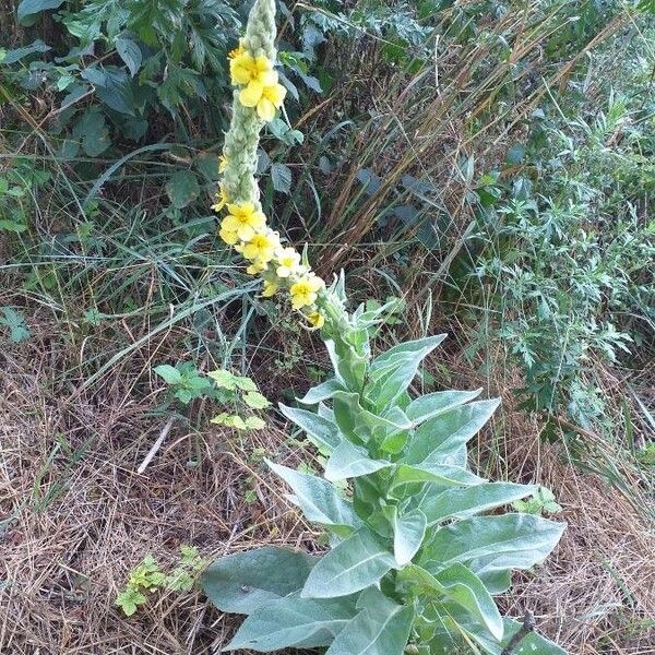 Verbascum thapsus Habit