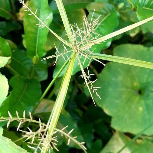 Cyperus odoratus Blüte