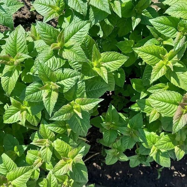 Monarda didyma Leaf