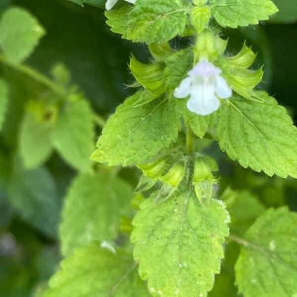 Melissa officinalis Žiedas