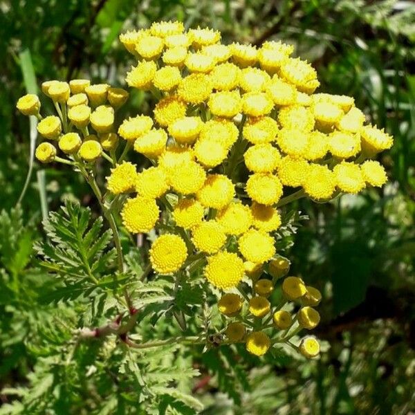 Tanacetum vulgare Λουλούδι