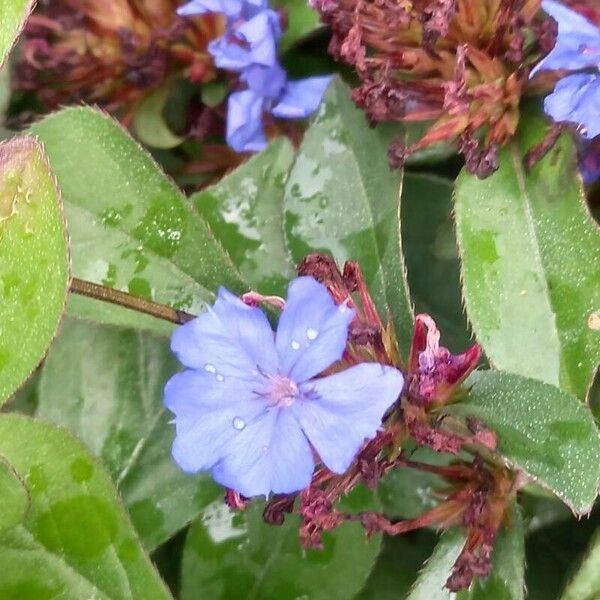 Ceratostigma plumbaginoides Квітка