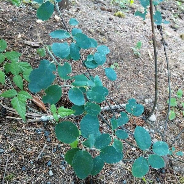 Amelanchier alnifolia ഇല