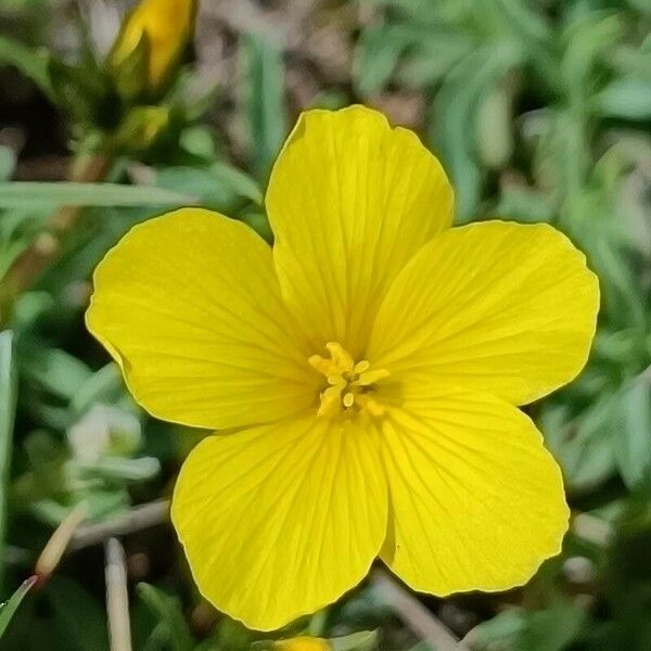 Linum campanulatum फूल