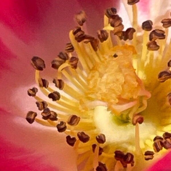 Rosa pendulina Flower