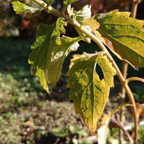 Aster amellus Leaf