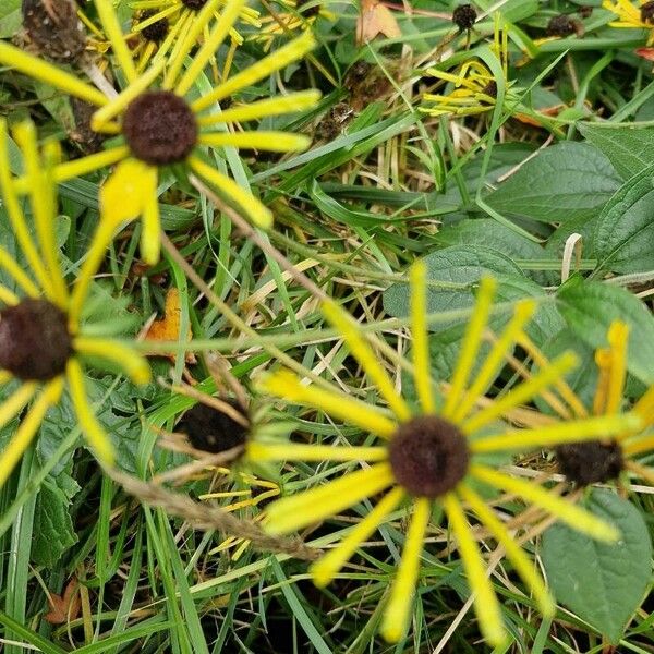 Rudbeckia subtomentosa 花