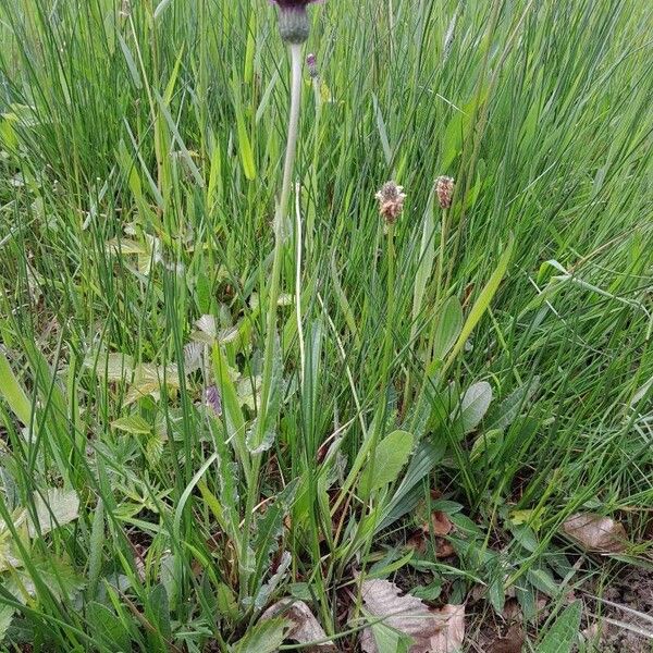 Cirsium dissectum Habitatea