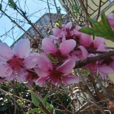 Prunus persica Flor