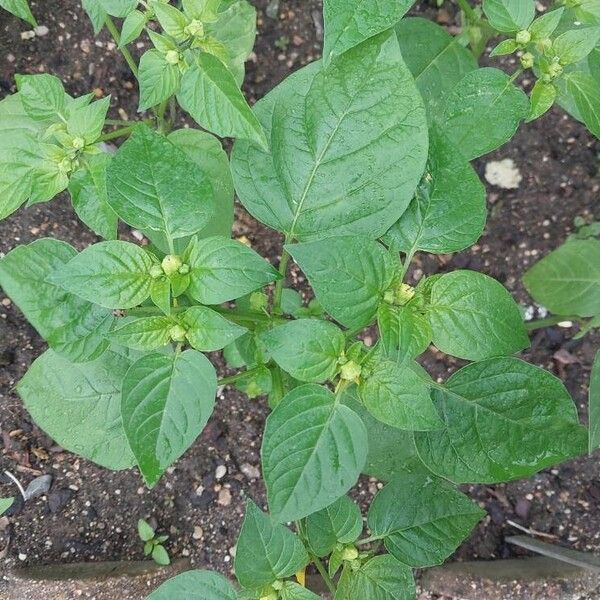 Physalis philadelphica Folha