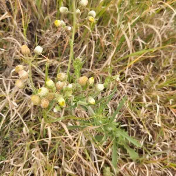 Nidorella aegyptiaca Floare