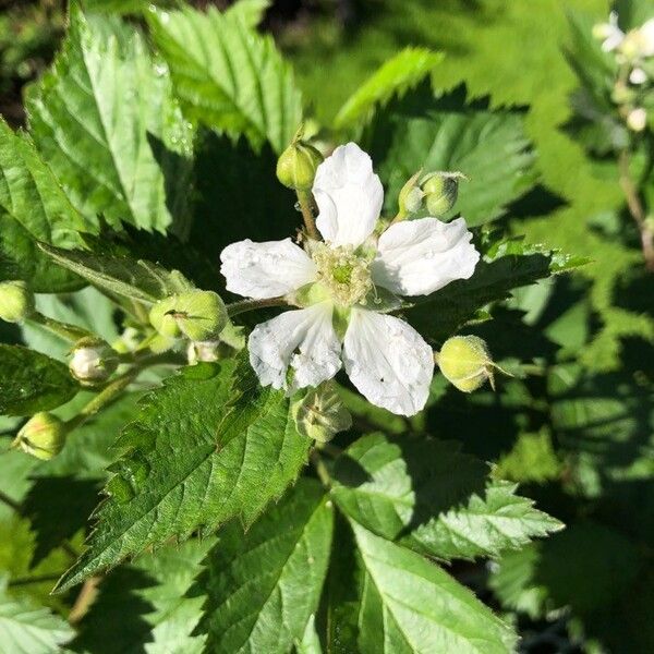 Rubus polyanthemus (Grey-felted bramble)