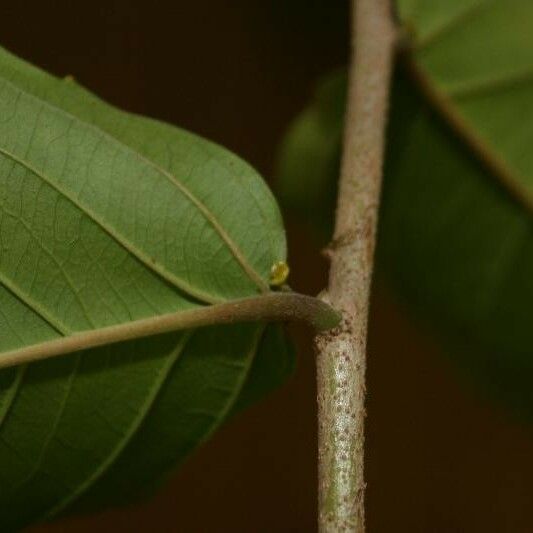 Banara guianensis Egyéb