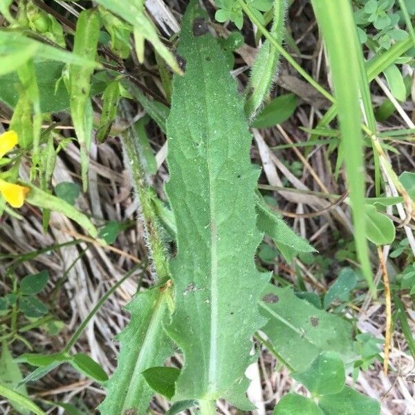 Centaurea nervosa Blad