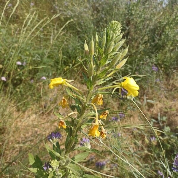 Oenothera villosa Flor