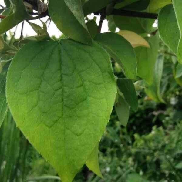 Philadelphus coronarius List