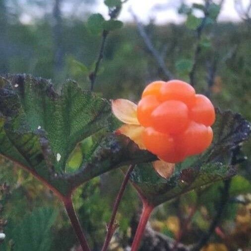 Rubus chamaemorus Φρούτο