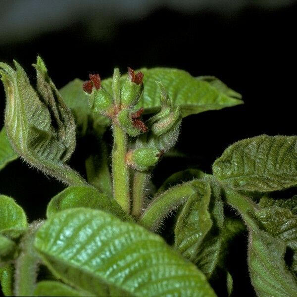 Juglans cinerea 花