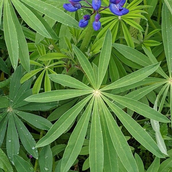 Lupinus polyphyllus Blad